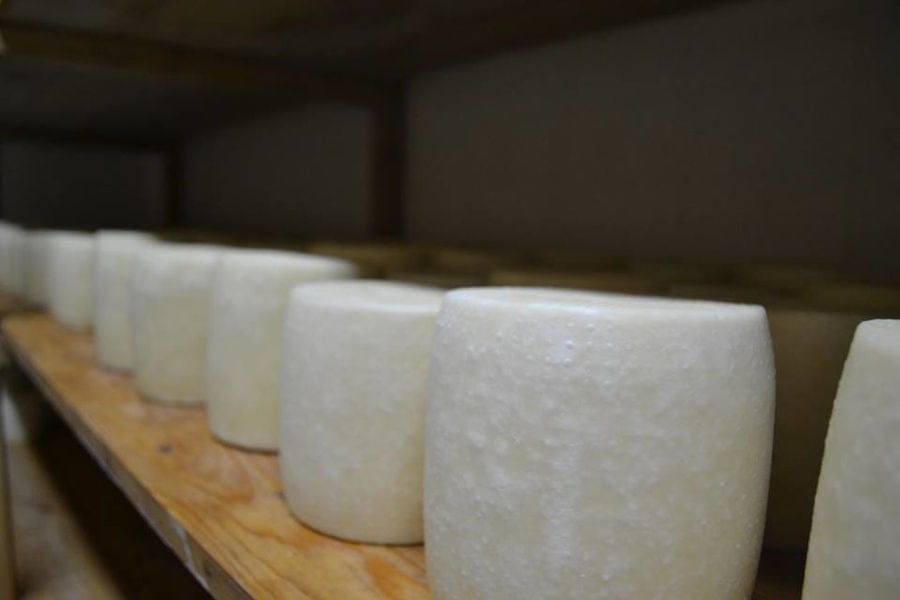 view up close of graviera cheese on the wood shelve to be drying at 'Vasilas Dairy' company